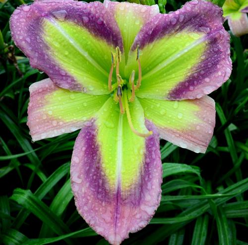 Galactic_Green